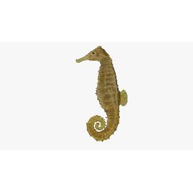 3D Sea Horse